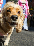 Tompkins Square Halloween Dog Parade