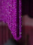 Globe Amaranth (Makhamali) Flowers For Tihar Festival In Nepal.