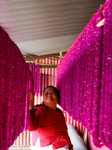 Florists In Nepal At Brisk As Tihar- Diwali- Festival Of Lights And Flowers Approaches