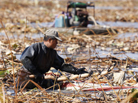 Lotus Root Harvest in Suqian.