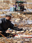 Lotus Root Harvest in Suqian.