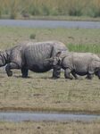 India Wildlife