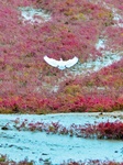 Red Beach Scenery in Qingdao.