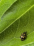 P-14 Yellow Lady Beetle