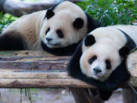 China Chongqing Zoo Giant Pandas.