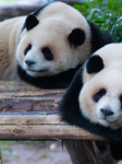 China Chongqing Zoo Giant Pandas.