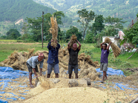 Harvesting Paddy Crops In Nepal.