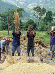 Harvesting Paddy Crops In Nepal.