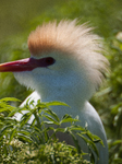 Cattled Egret