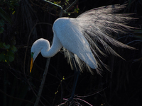 Great Egret