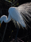 Great Egret