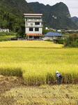 Farmer Field.