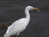 Egrets In Nepal Prey On Sewage Flowing River