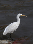 Egrets In Nepal Prey On Sewage Flowing River