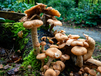 Mushroom Season In The Netherlands.