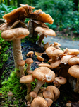 Mushroom Season In The Netherlands.