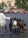 India Goat Meat Industry