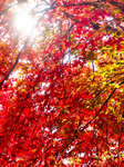 Colourful Leaves During The Autumn Season