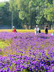 Beijing Builds Garden City.