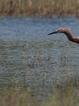 Reddish Egret