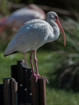 American White Ibis