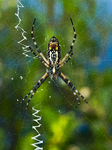 Black And Yellow Garden Spider