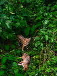 Wild Golden Jackal (Canis Aureus) Resting In The Forest - Animal India