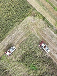 Red Sorghum Harvest in Suqian.