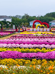 Chrysanthemum Garden