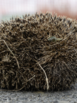 Hedgehog - New Zealand