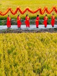 Rice Harvest Celebrate in Huai'an.