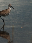 Lesser Yellow Legs