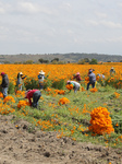 Harvest Cempasuchil Flowers For Day Of The Dead Celebrations