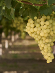 Ripening Italia Grapes In Vineyard