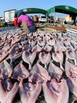 Seafood Industry