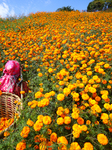 Farmers In Nepal Go Busy Plucking Marigold Flowers For Diwali/ Tihar