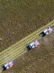 Rice Harvest in Huai'an