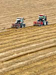 Yellow Ginseng Harvest in Zhangye