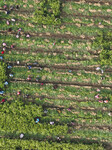 Ginger Harvest in Zouping