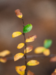 Autumn In Linkoping