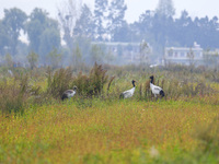 Black-necked Crane