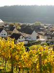 Autumn Winery Field In Leutesdorf