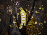 Tamarind Fruit -Tamarindus Indica