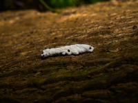 Isaria Fungi Attack On Moringa Hairy Caterpillar - Insect Pests