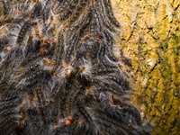 Moringa Hairy Caterpillar - Animal India