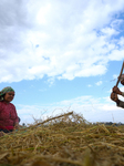 Farmers Harvest Paddy In Nepal