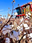 Cotton Harvest in Zhangye.