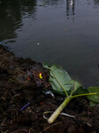 Chhath Puja Celebration In India