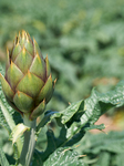 Artichoke Ready For Harvest