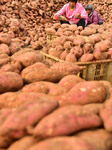 Sweet Potato Processing